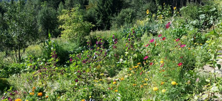 Permakultur-Landwirtschaft im Wienerwald -Permakultur-Landwirtschaft im Wienerwald