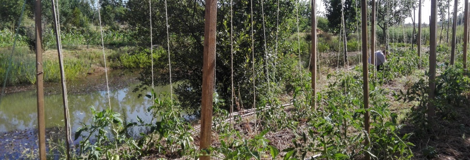 Terrace cultivation in Tamera